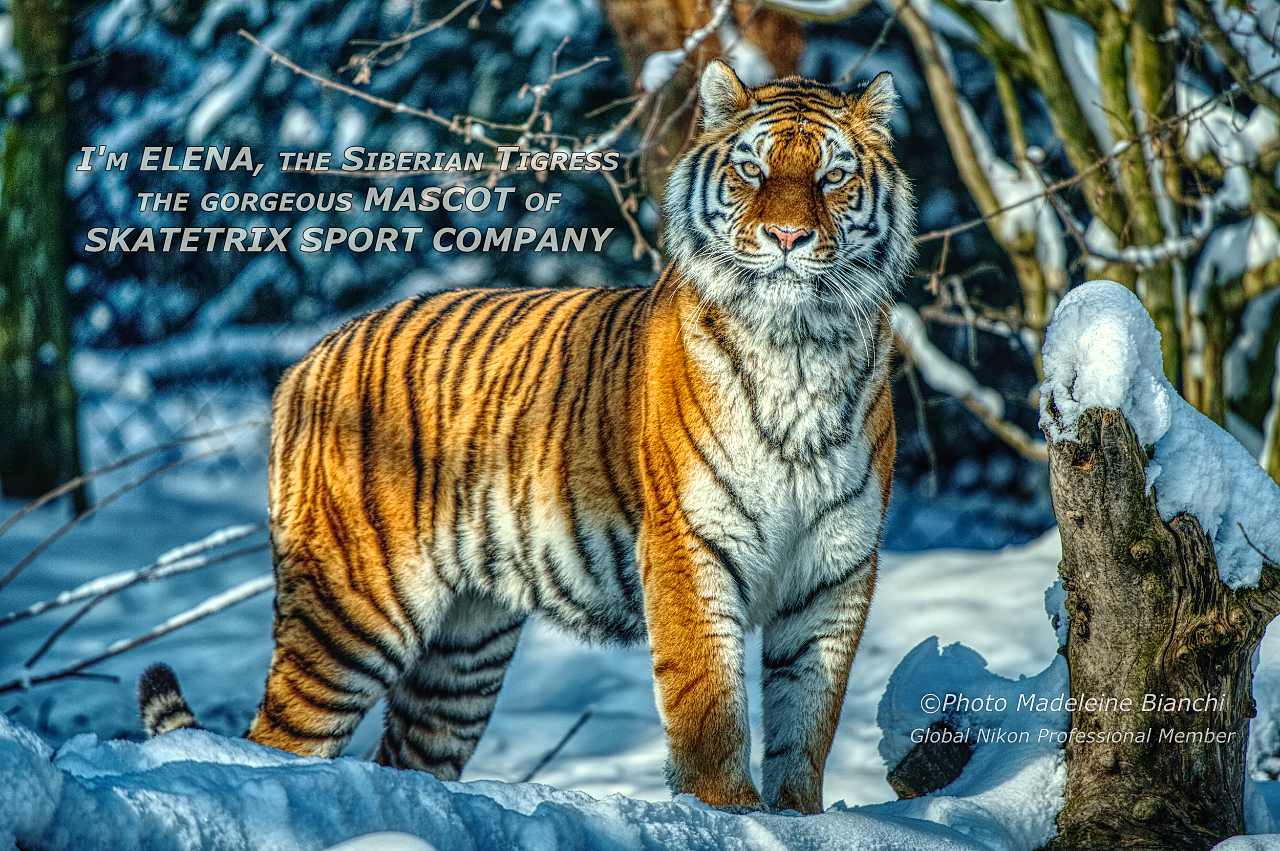 Siberian Tigress Elena
