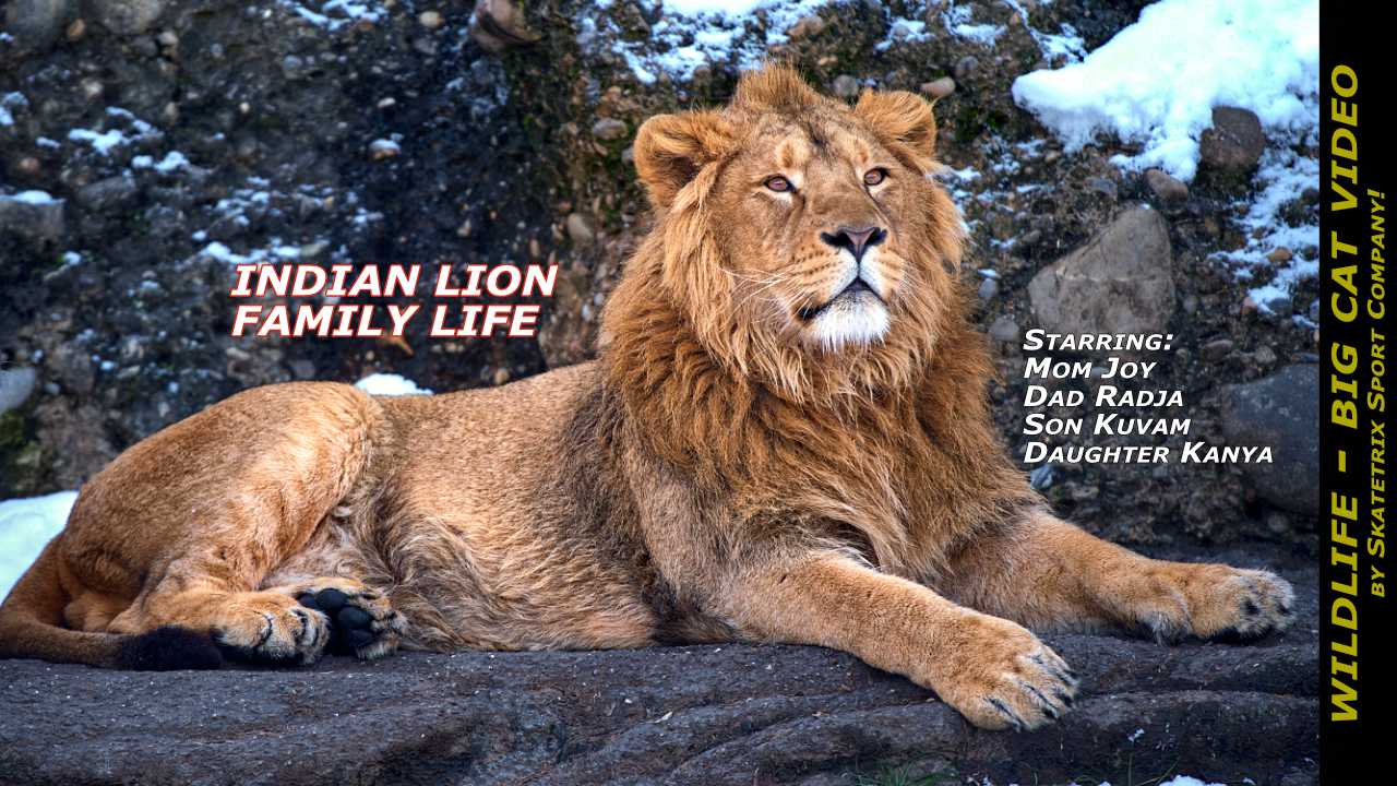 Indian Lion Family Life Video