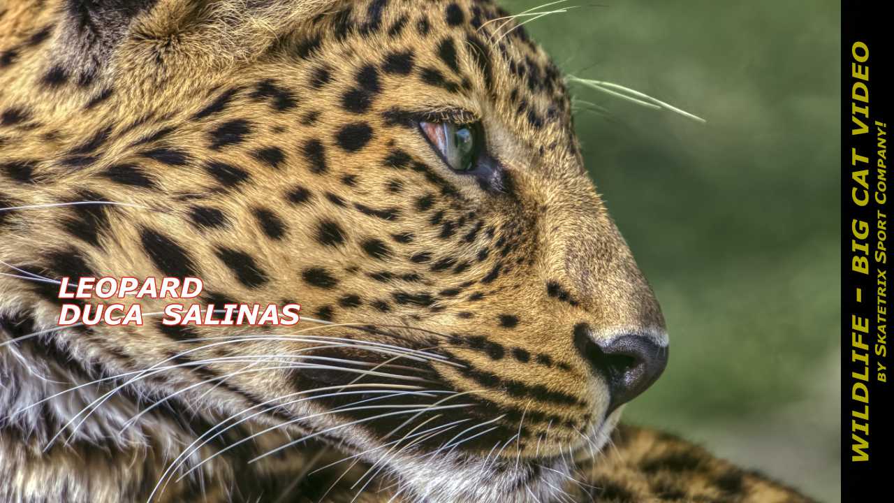 Leopard Duca Salinas Video