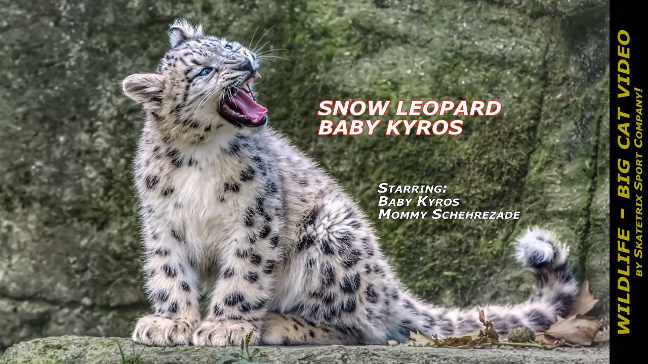 Snow Leopard Kyros Rock Video