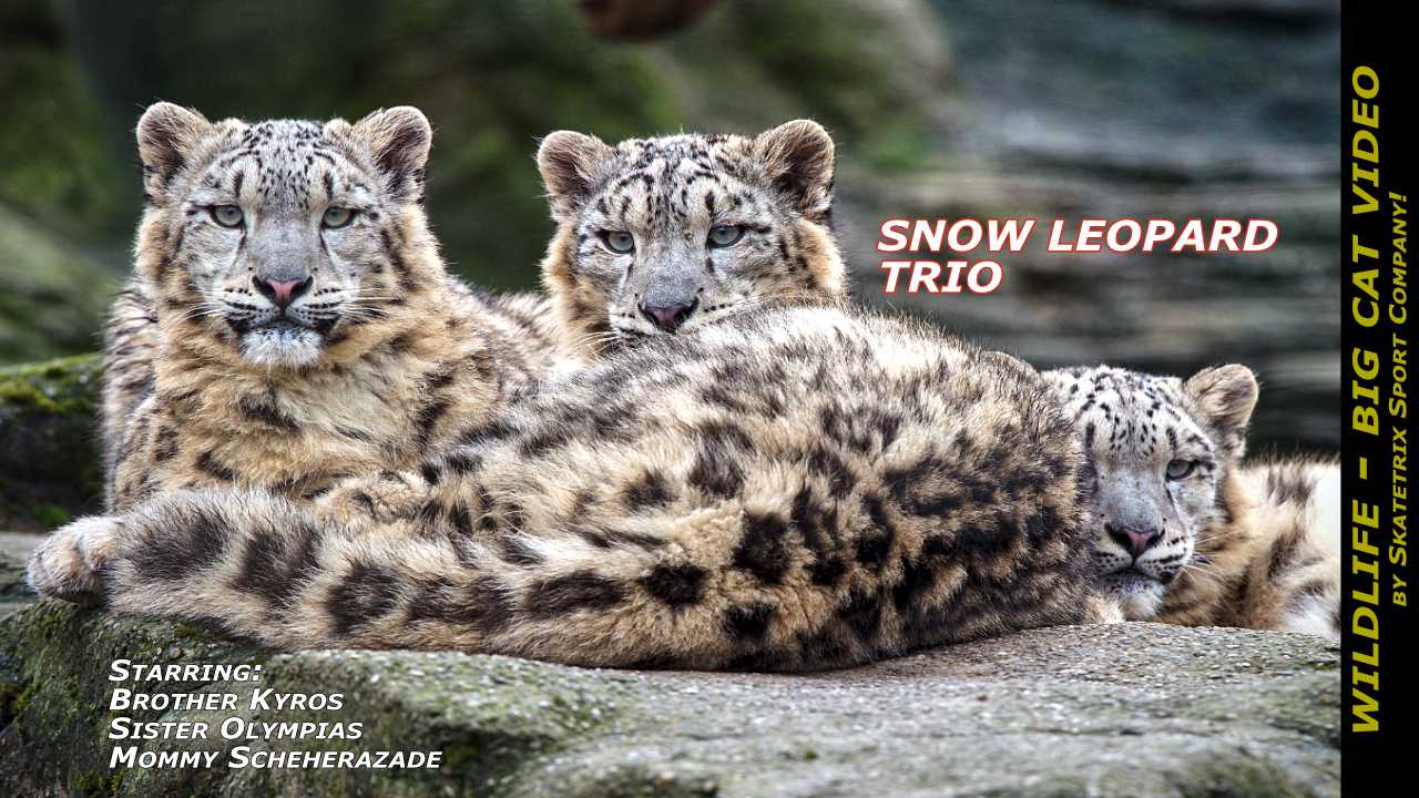 Snow Leopard Trio Video